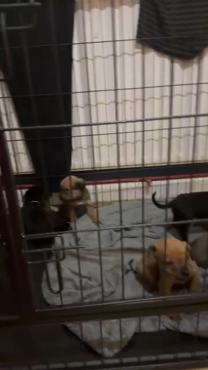 Mixed Breed dogs for sale: Cane corso cross rottweiler pups - Video 3