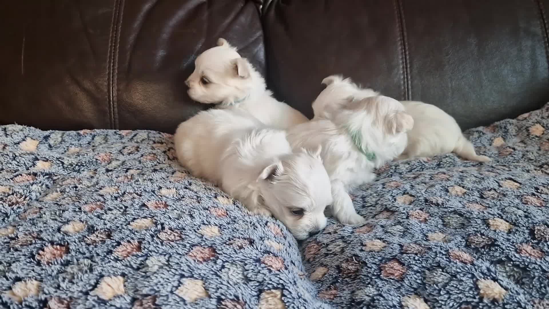 Maltese dogs for sale: Miniature Korean Maltese puppies for adoption - Video 3