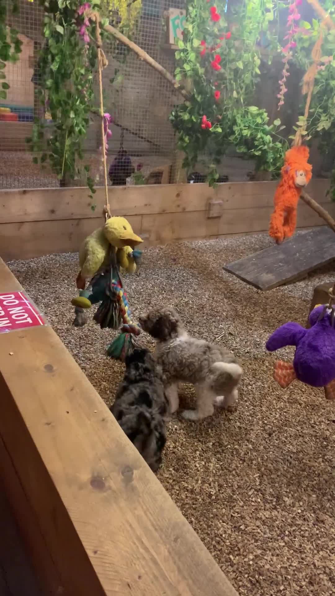 Bernedoodle dogs for sale: F1b Standard Bernedoodle  - Video 2