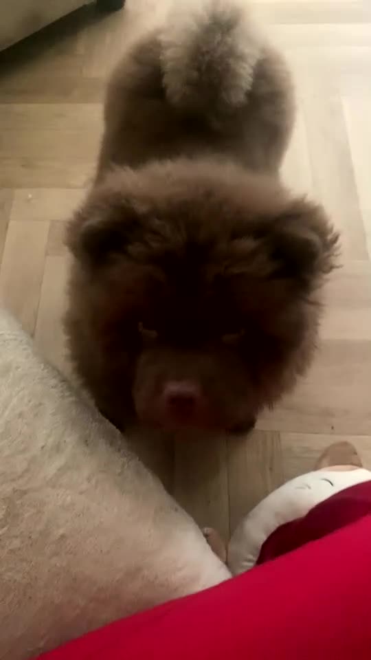 Chow Chow dogs for sale: Narla  - Video 2