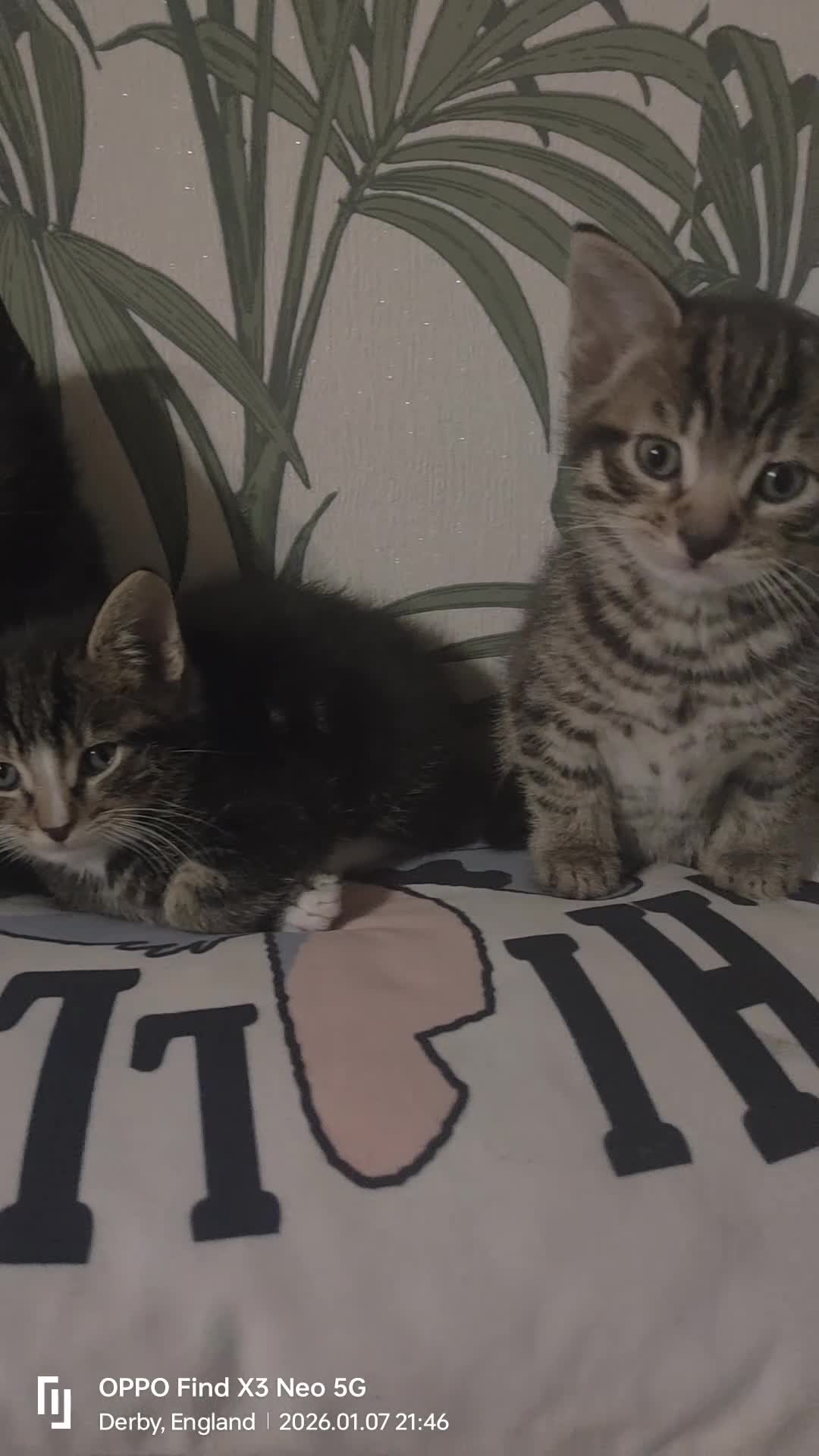 Mixed Breed cats for sale: Three kittens available  - Video 1