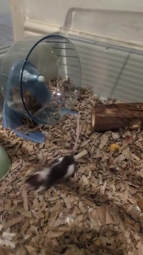 Mouse rodents for sale: Two female fancy mice - Video 1