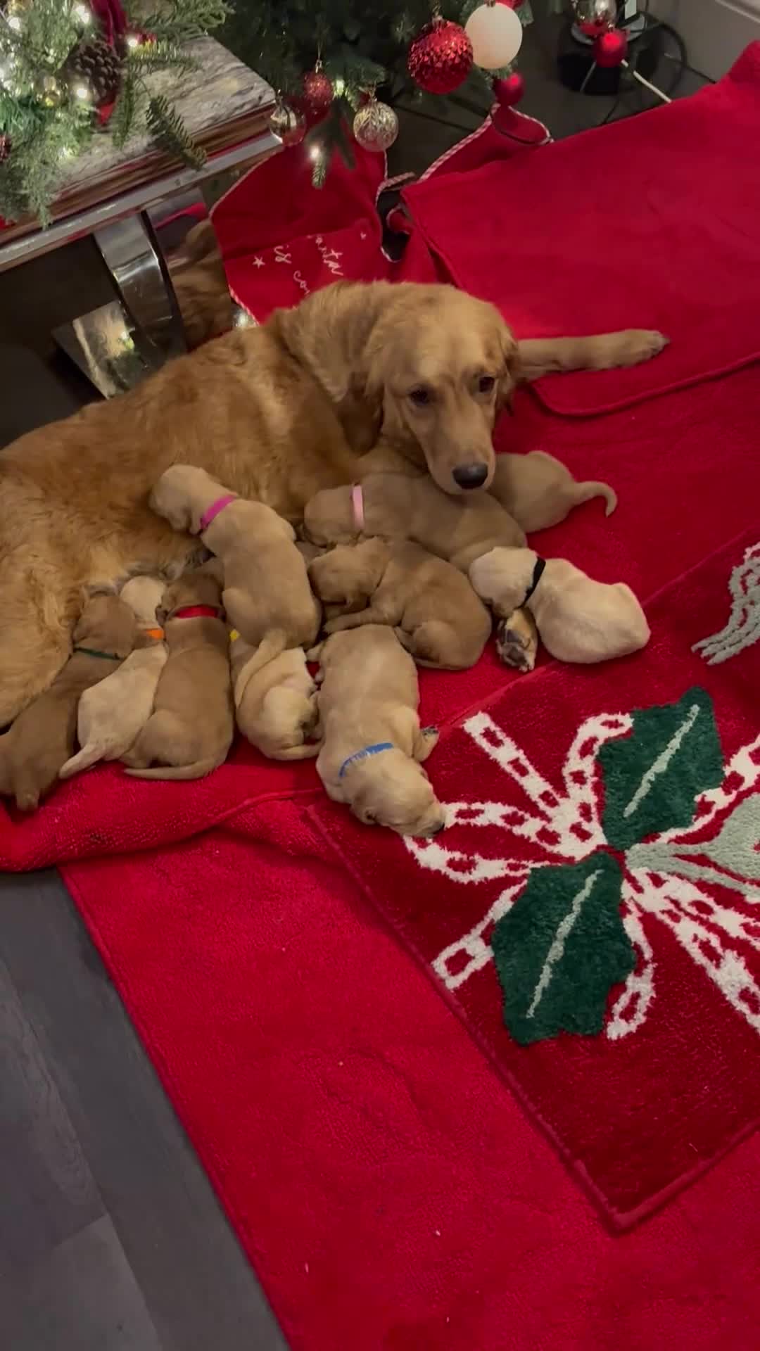 Golden Retriever dogs for sale: Adorable golden retriever puppies  - Video 4