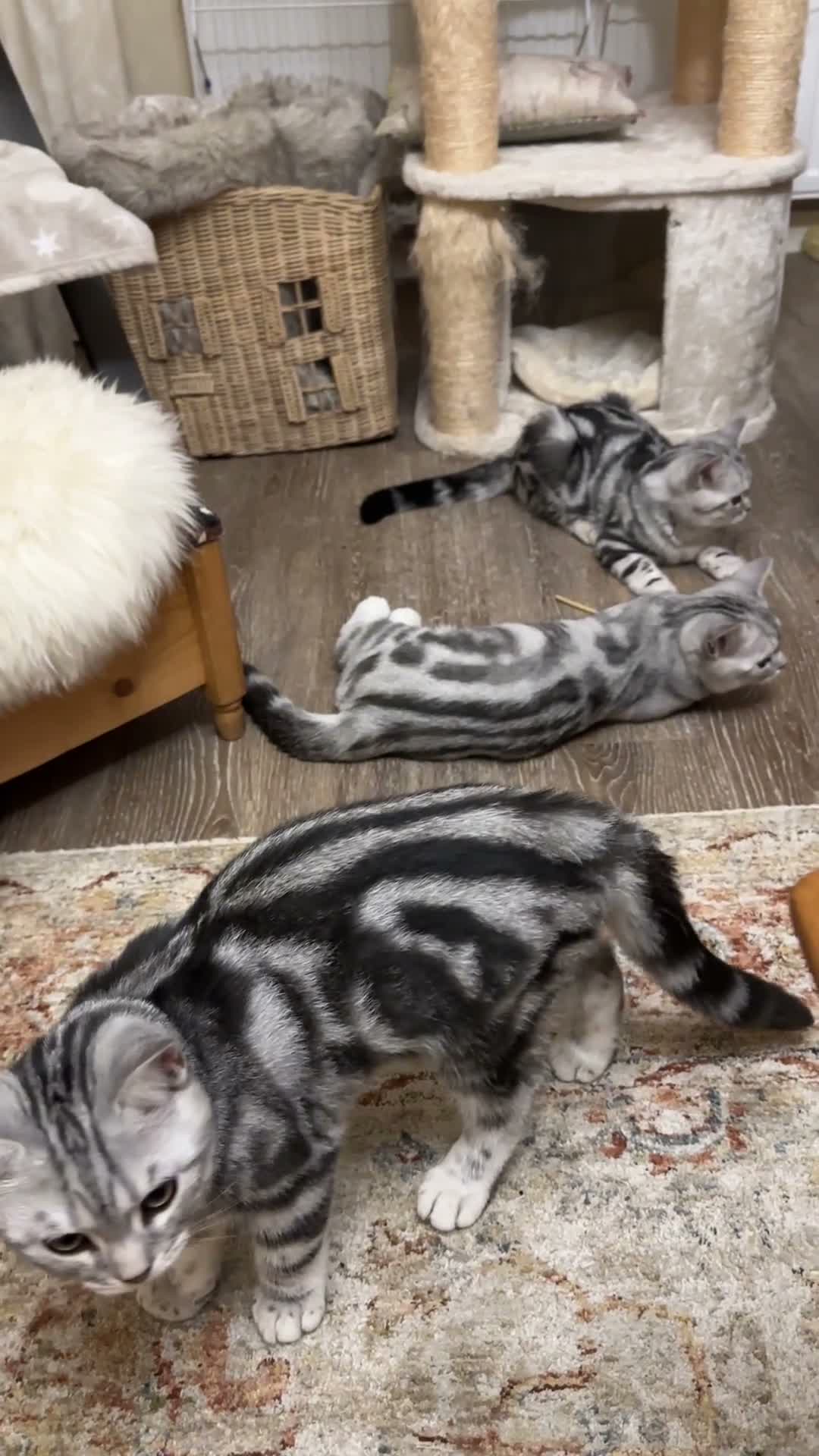 British Shorthair cats for sale: Pedigree Silver tabby British shorthair kittens  - Video 2