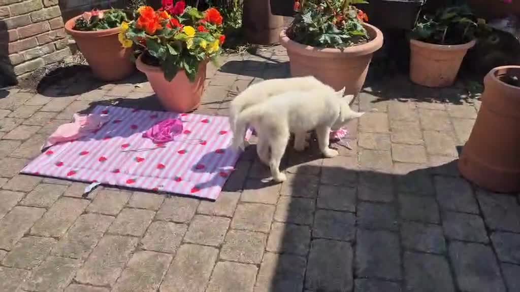 Siberian Husky dogs for sale: 1 white female husky pup 1st & 2nd Vaccines! - Video 1
