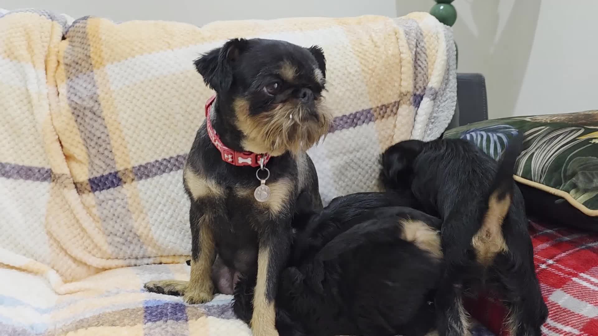 Griffon Bruxellois dogs for sale: Griffon comp - Video 1