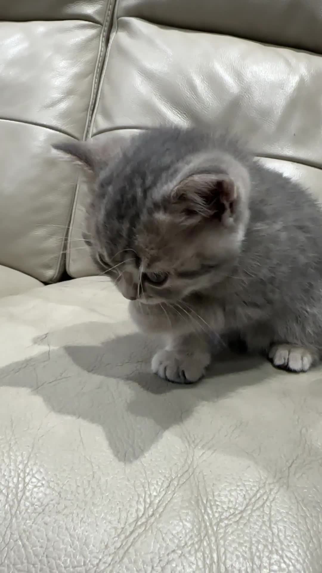 British Shorthair cats for sale: British Shorthair Kittens - Video 1