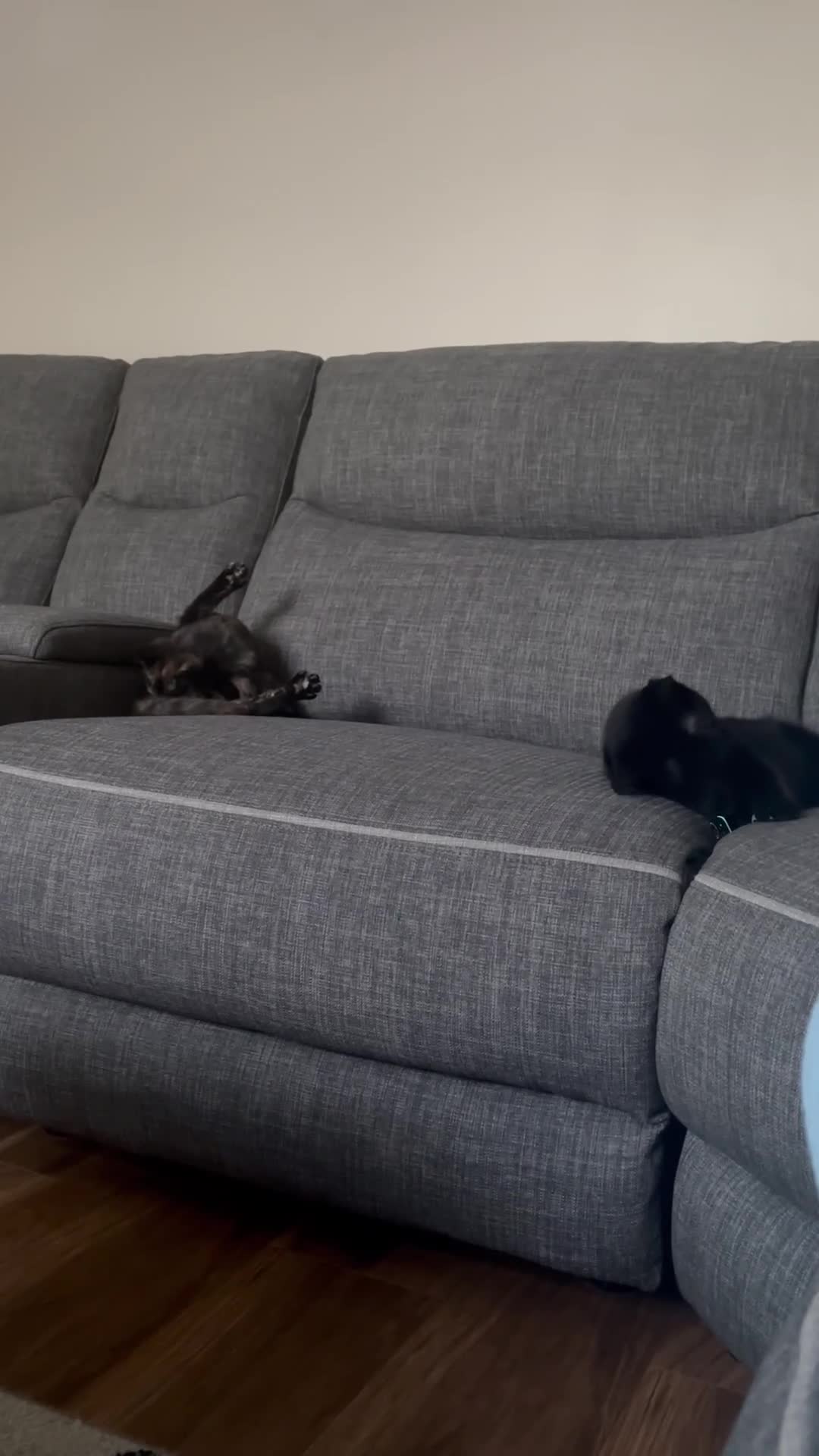British Shorthair cats for sale: Sisters need loving home - Video 1