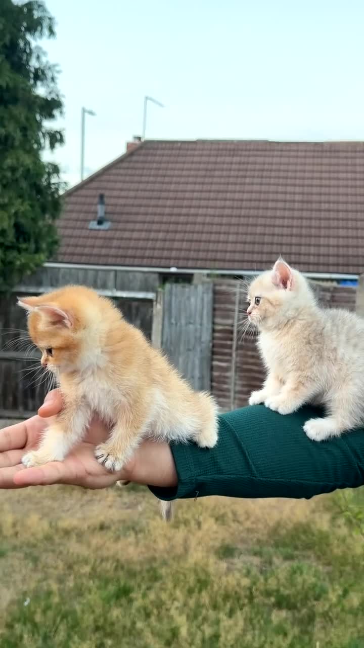 British Shorthair cats for sale: British Golden - Video 1