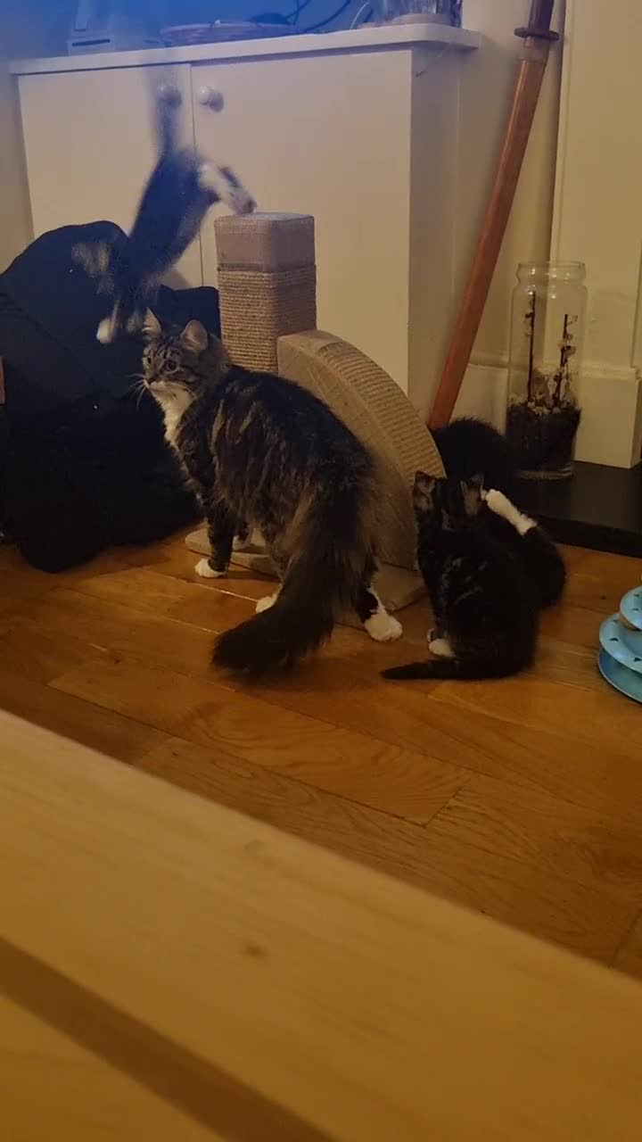 Domestic Shorthair cats for sale: Two Black and white 12wk old girls - Video 2