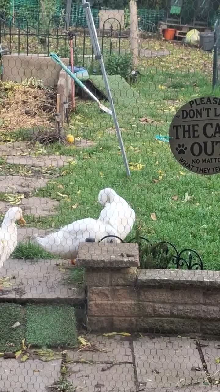 Mixed Breed birds for sale: 2x cherry valley in Guisborough - Video 1