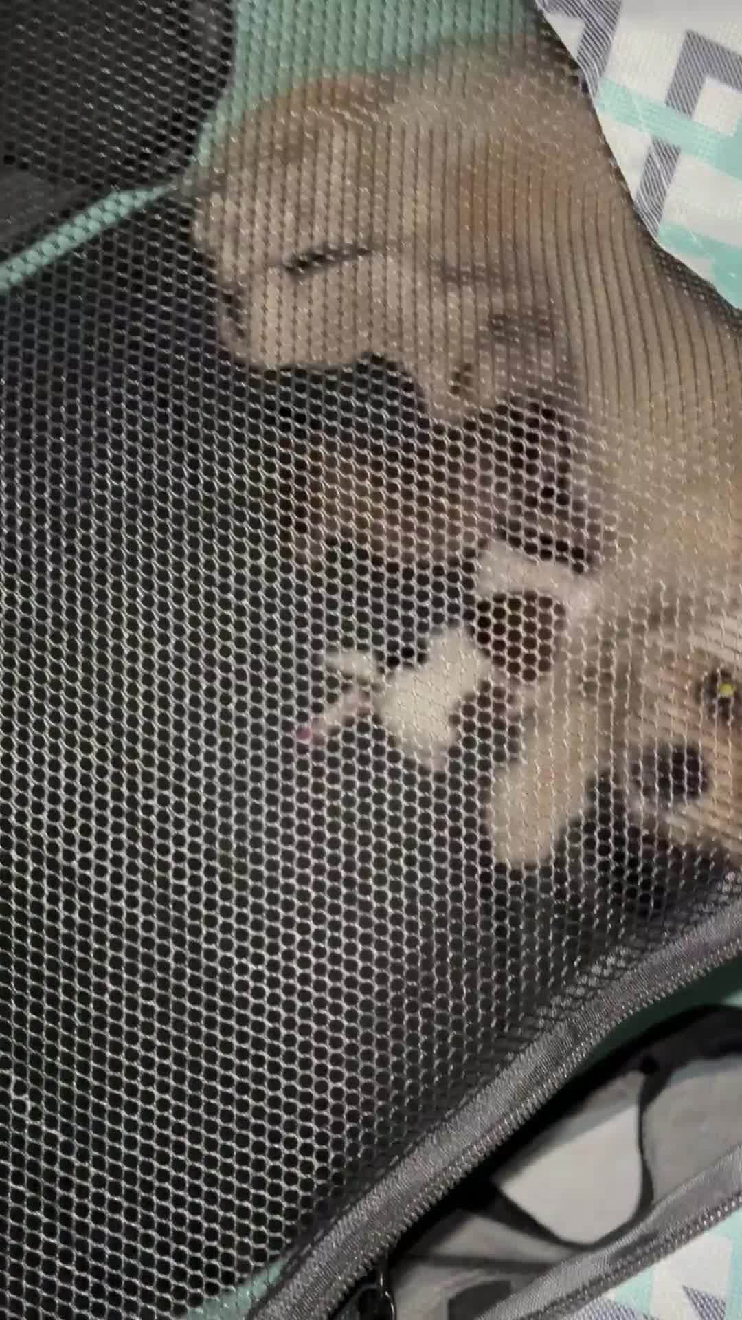 Shih Tzu dogs for sale: Tiny Shih Tzu’s in Leicester - Video 1