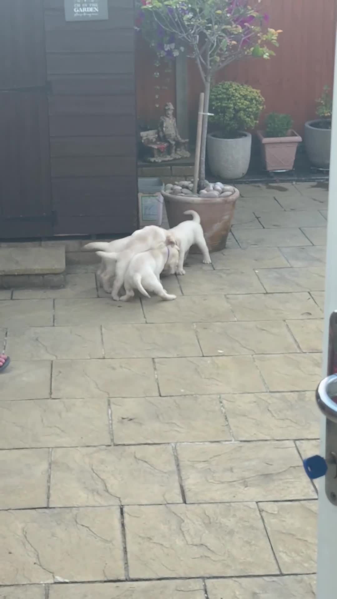 Labrador Retriever dogs for sale: Beautiful litter of Pedigree Yellow Labrador   - Video 1