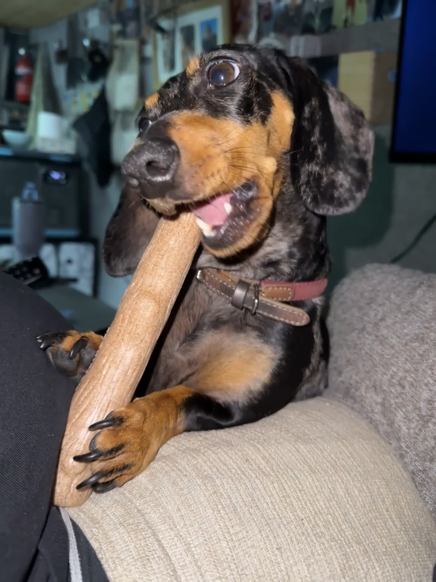 Miniature Dachshund dogs for sale: Silver dapple miniature dachshund in Cowbridge - Video 2