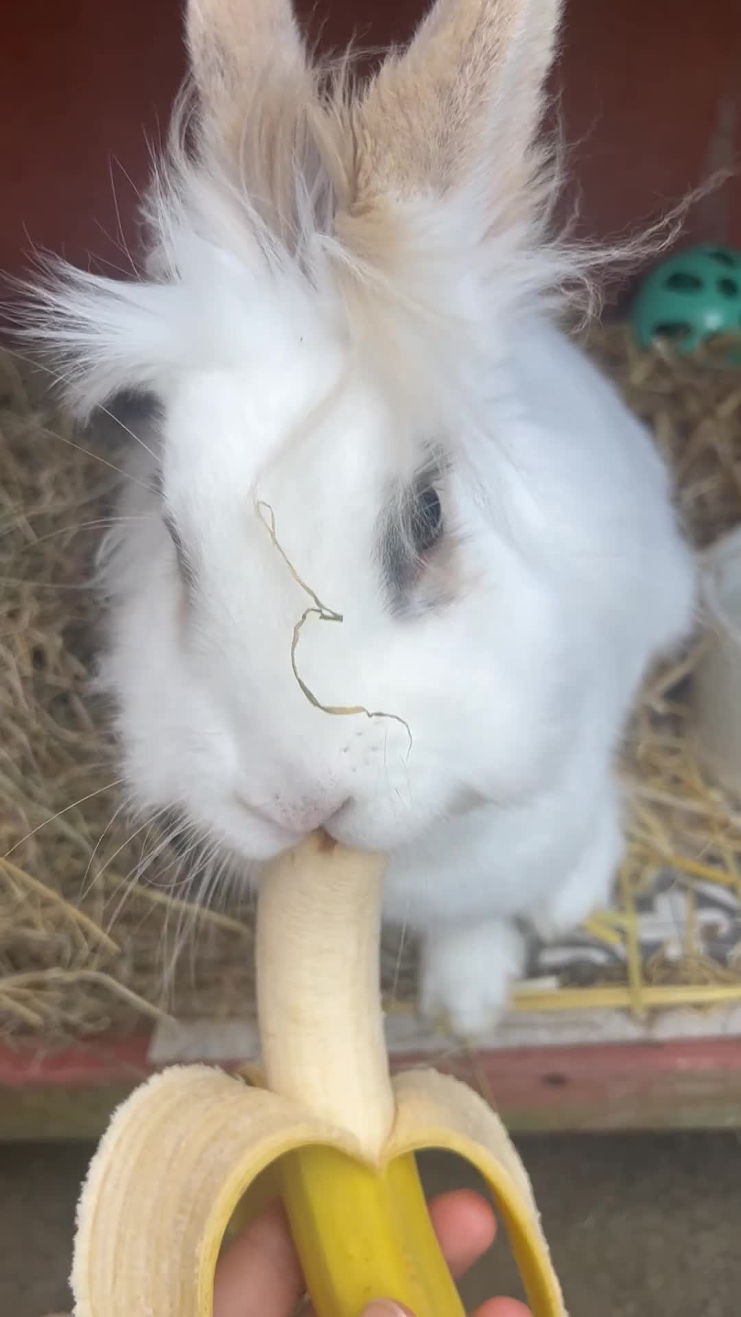 Lionhead rabbits for sale: Hilda lionhead rabbit  - Video 1