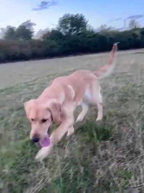 Golden Retriever dogs for sale: 7 months old Golden Retriever - Video 1