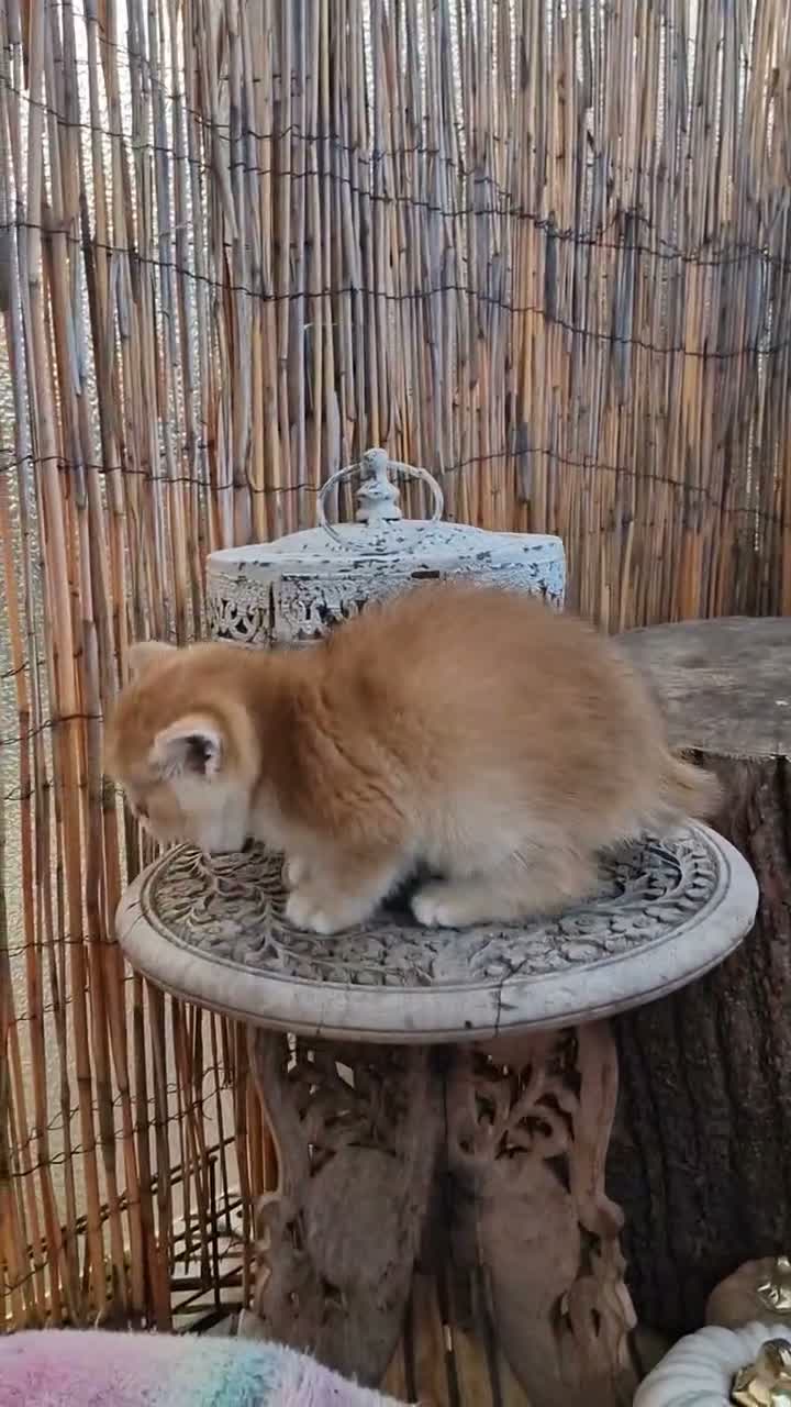 British Shorthair cats for sale: Pedigree BSH Kitten Boy  - Video 1