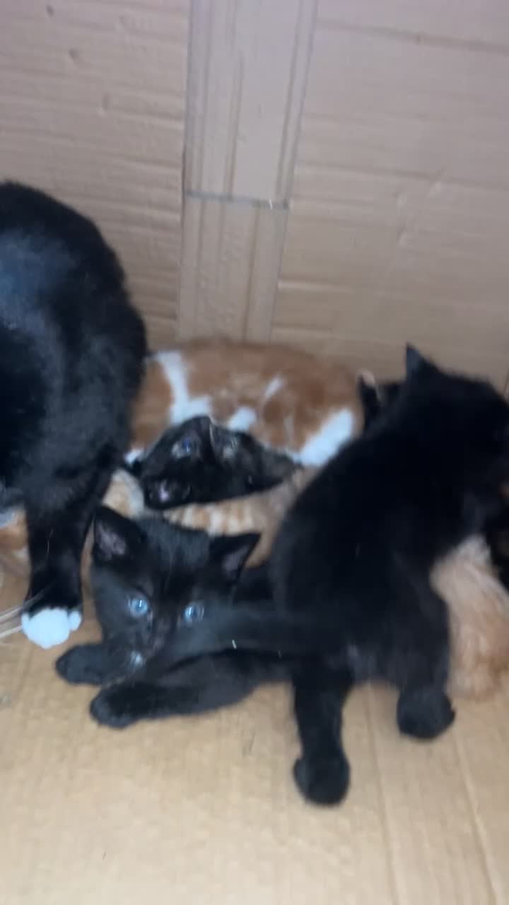 Domestic Shorthair cats for sale: 5 beautiful kittens  in Bromsgrove - Video 1