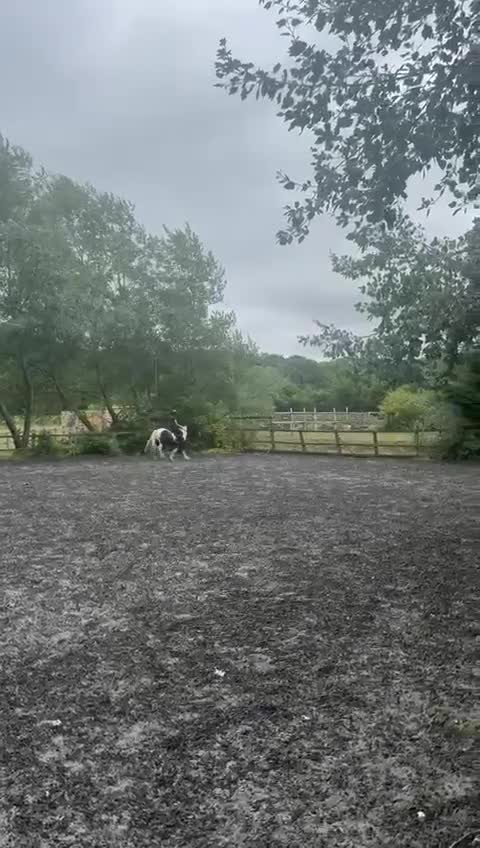 Irish Cob horses for sale: Rascal 13.3hh black and white cob - Video 1