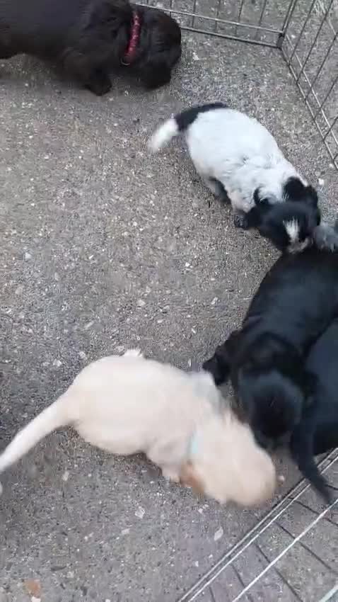 Sprocker dogs for sale: Stunning Sprocker Spaniel Puppies For Sale in Hull - Video 1