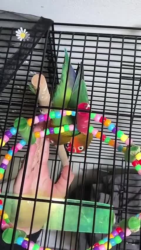 Lovebirds birds for sale: Pair of Compatible Lovebirds with Full Setup - Video 3