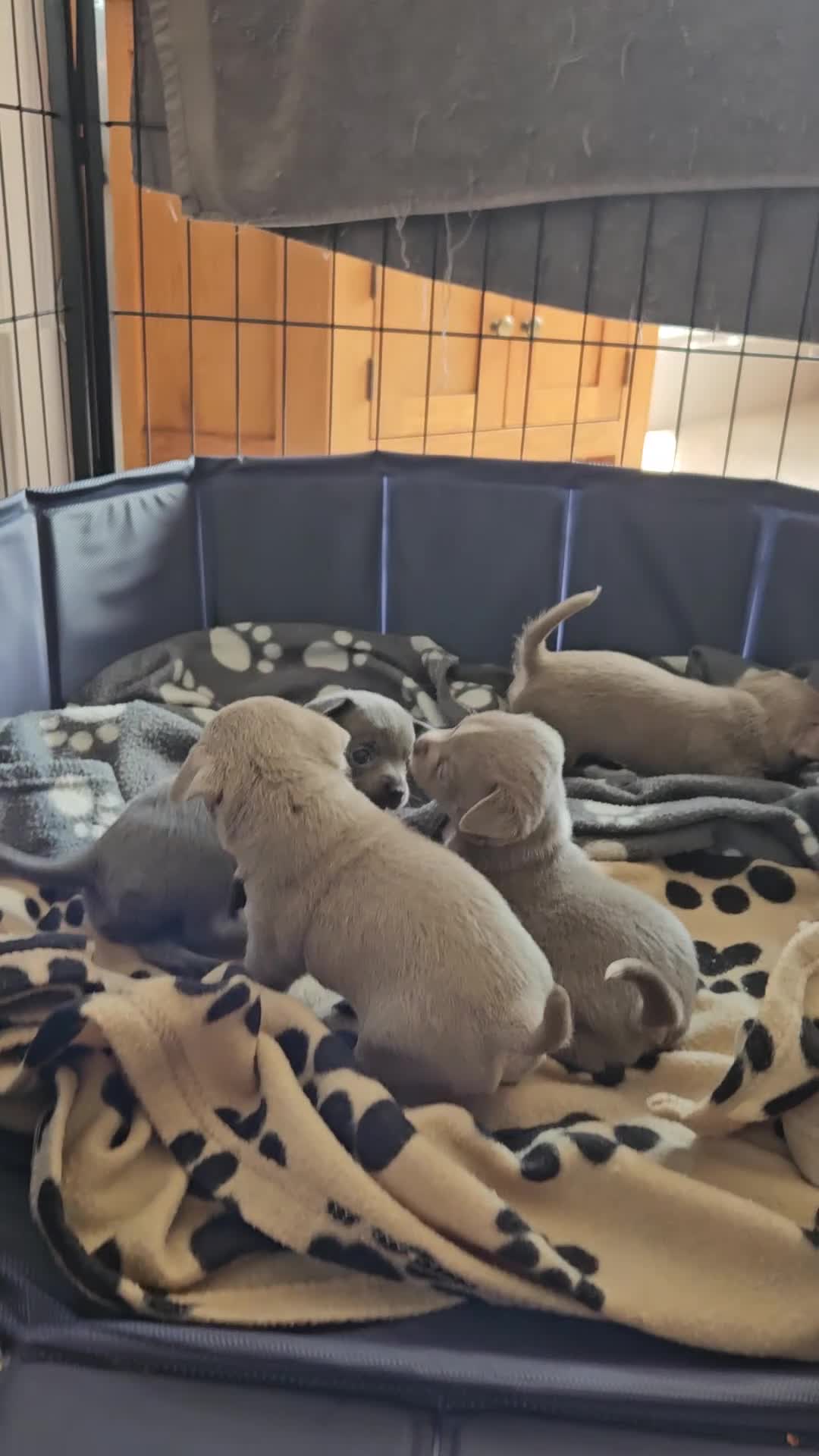 Chihuahua dogs for sale: Only 1 left ## Smoothcoat Chihuahua puppy for sale - Video 5