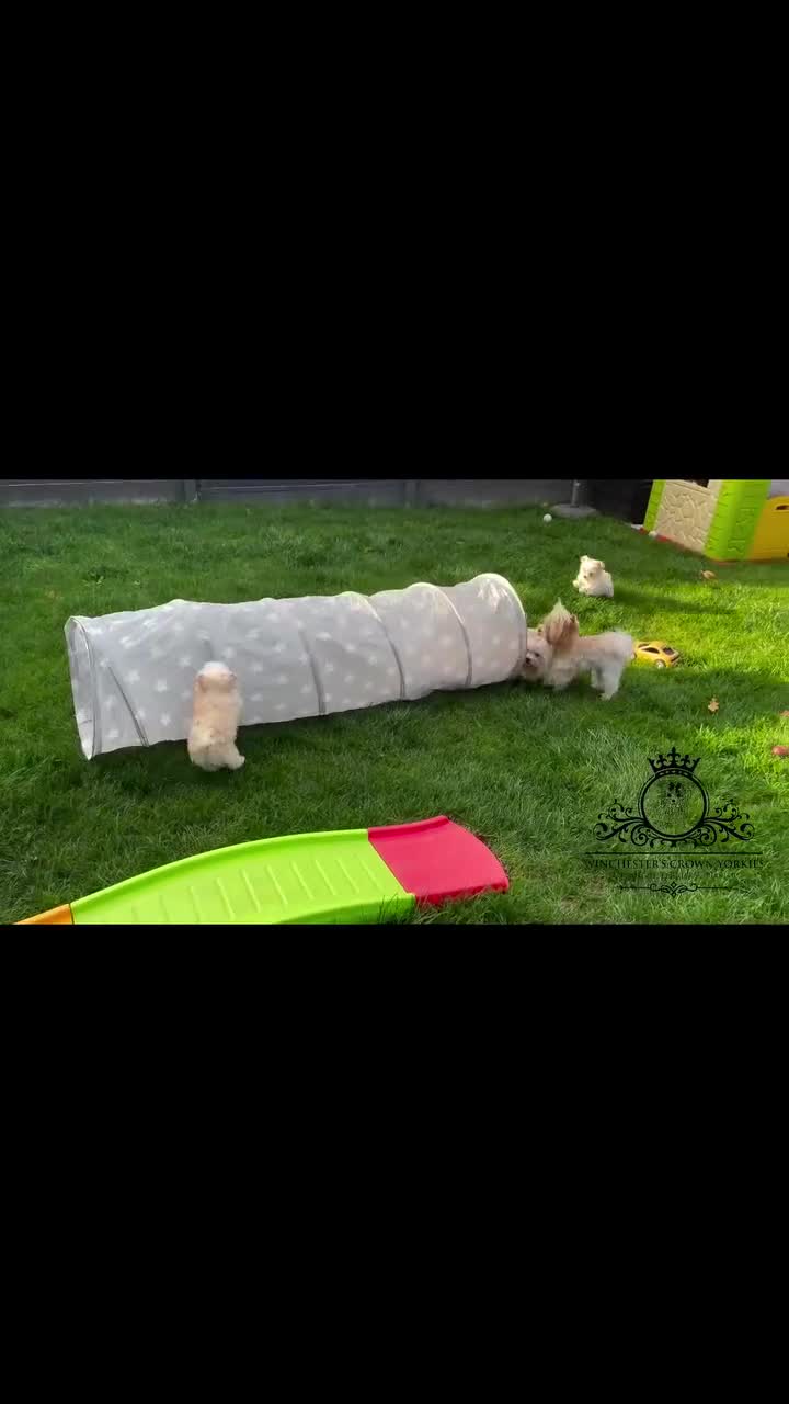 Yorkshire Terrier dogs for sale: ❤️Only 1 Girl left Golddust YT🥇Champion heritage! - Video 4