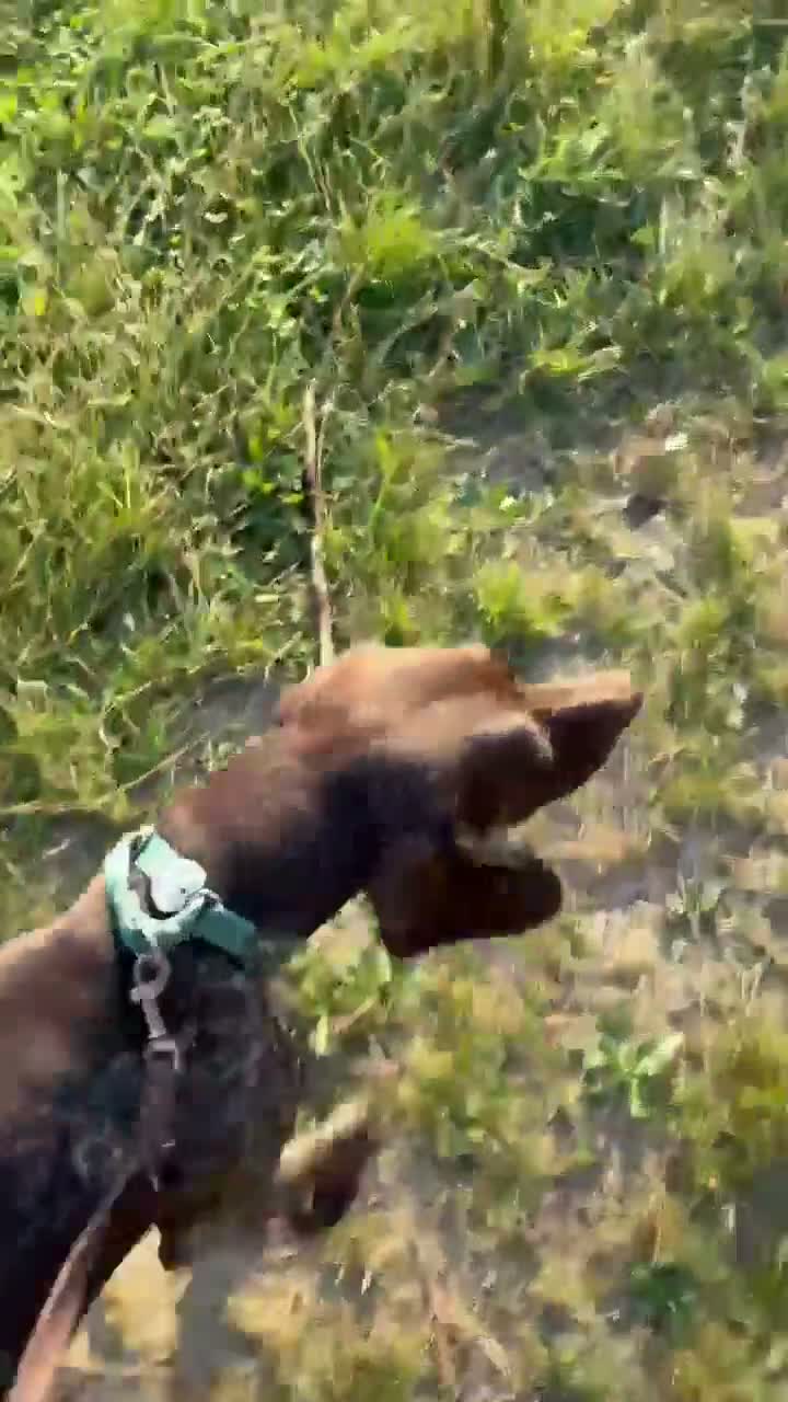 German Shorthaired Pointer dogs for adoption: Roza is looking for her forever home  in Hemel Hempstead - Video 2