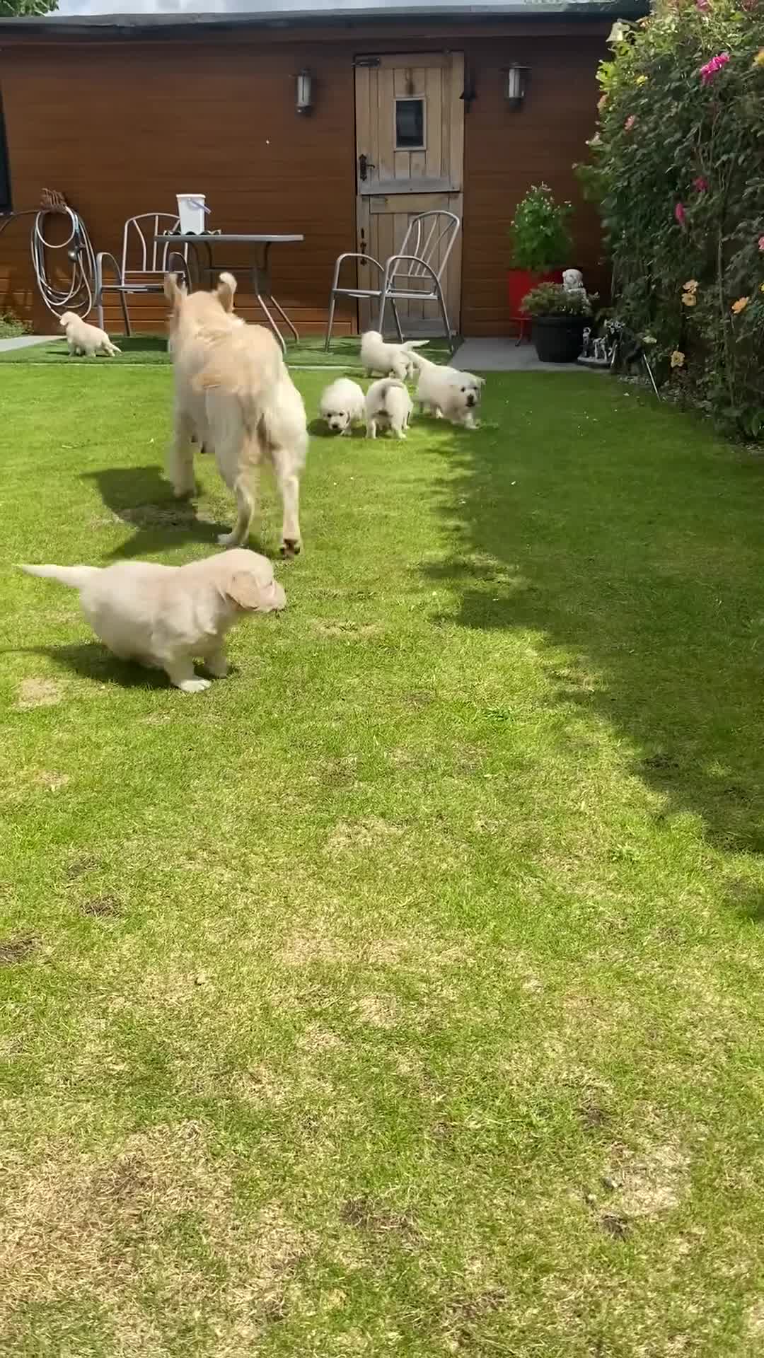 Golden Retriever dogs for sale: KC-DNA Chunky fluffy goldies.  - Video 4