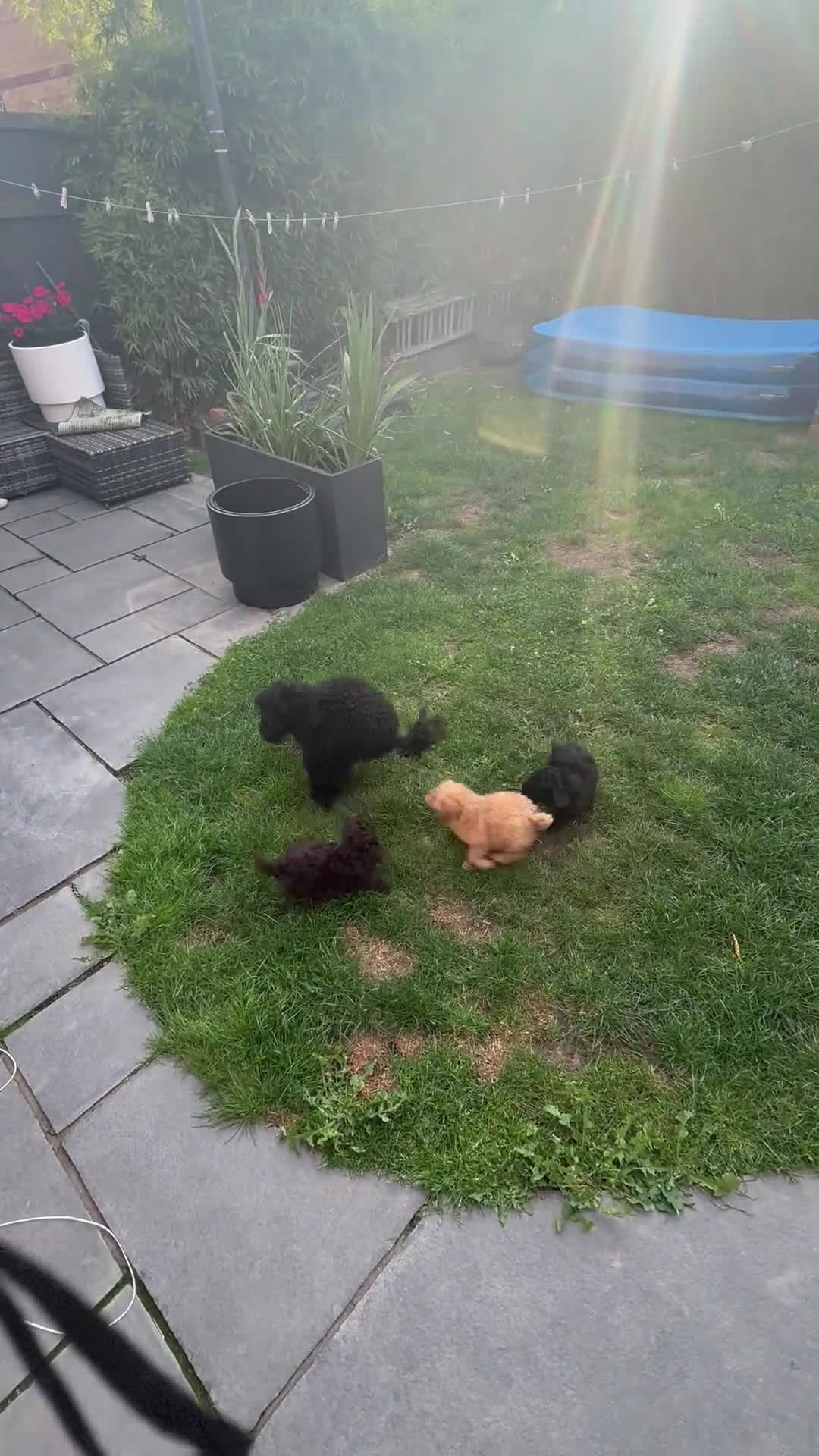 Toy Poodle dogs for sale: Kc reg Toy poodles - Video 1