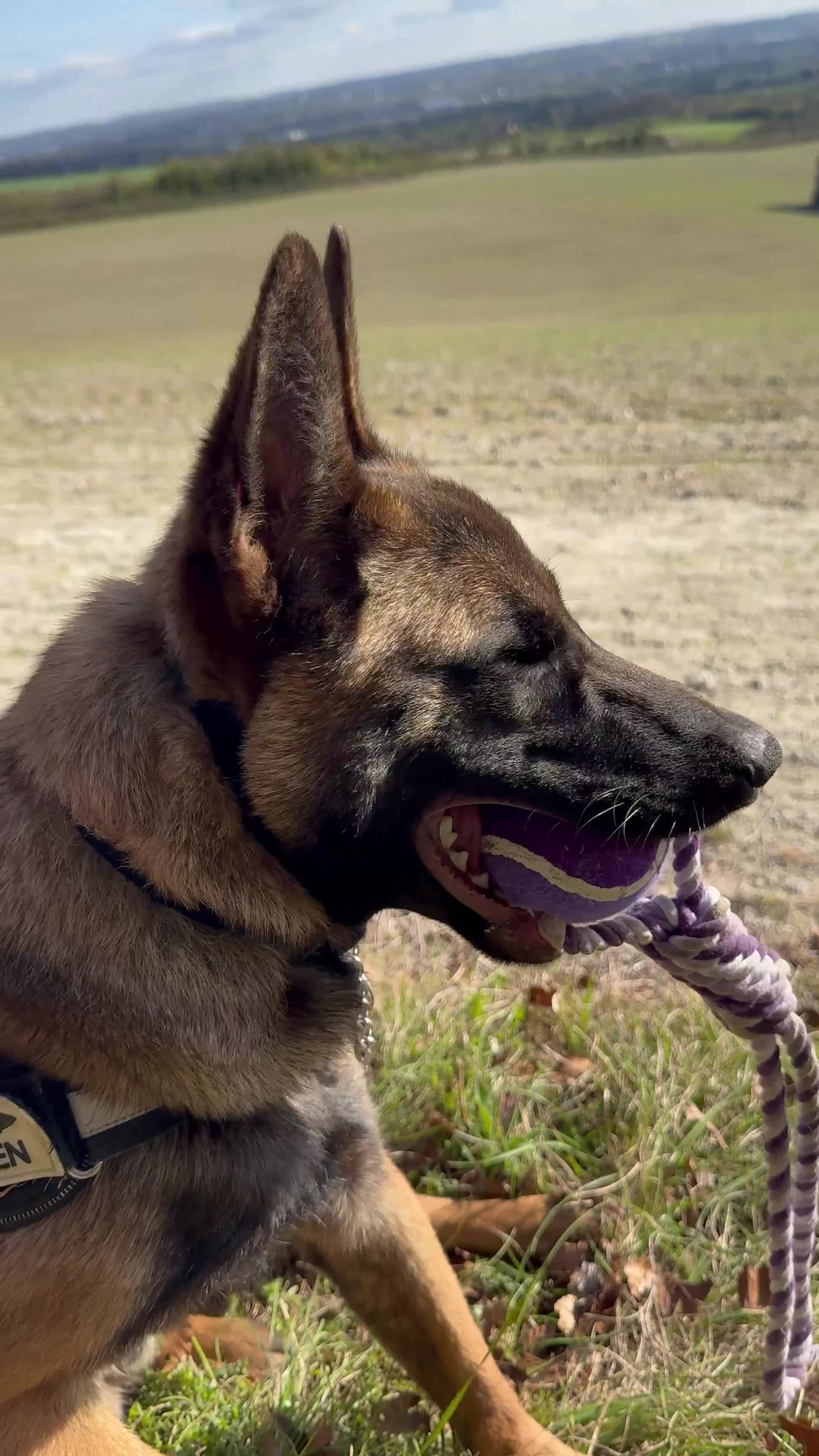 Belgian Shepherd Dog dogs for sale: Belgian Shepard Malinois  - Video 1