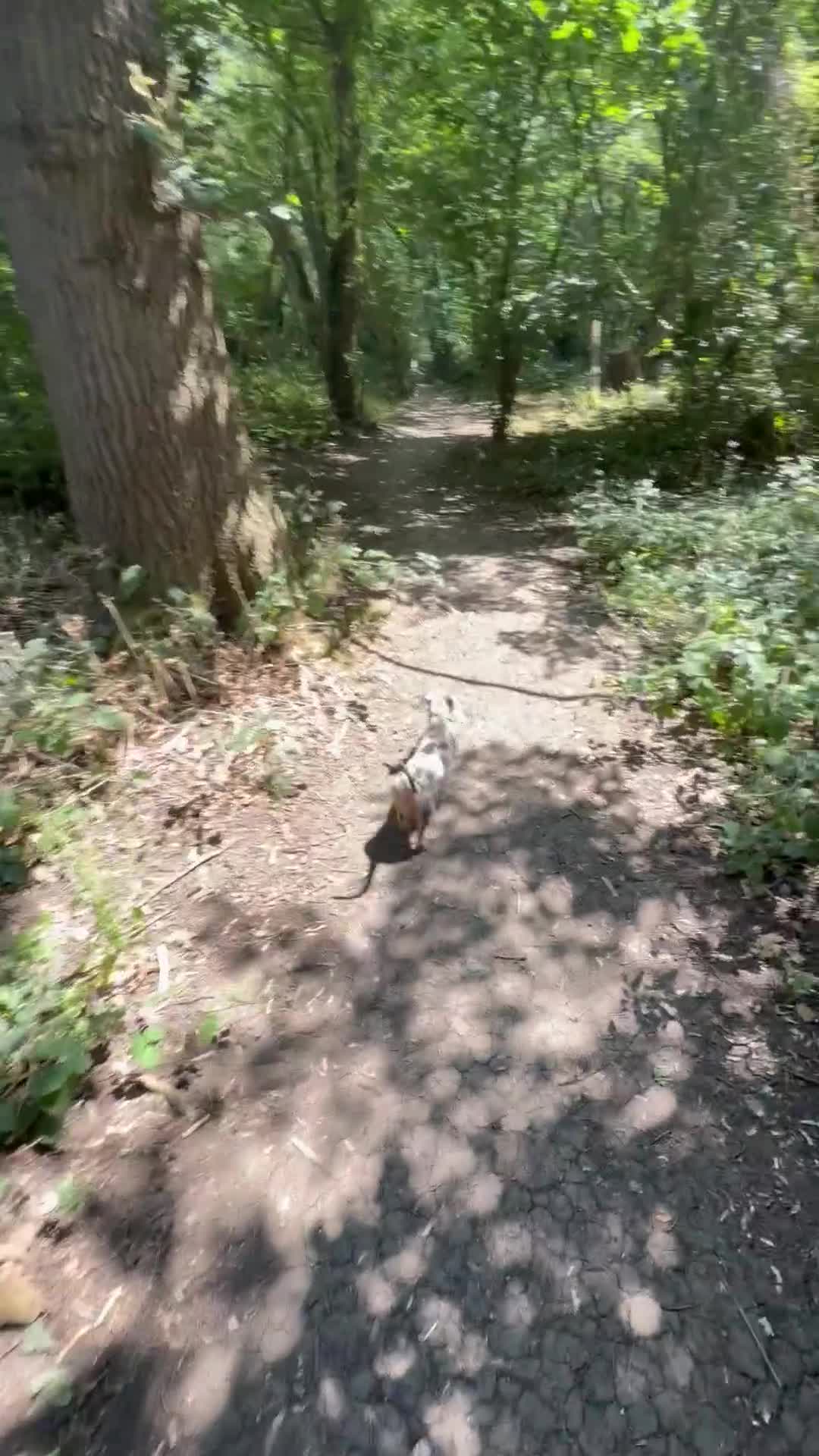 Dachshund dogs for sale: Darcy in Luton - Video 2
