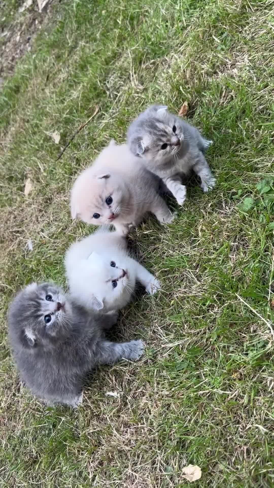Scottish Fold cats for sale: Adorable Kittens Looking for Their Forever Homes🐾 - Video 1
