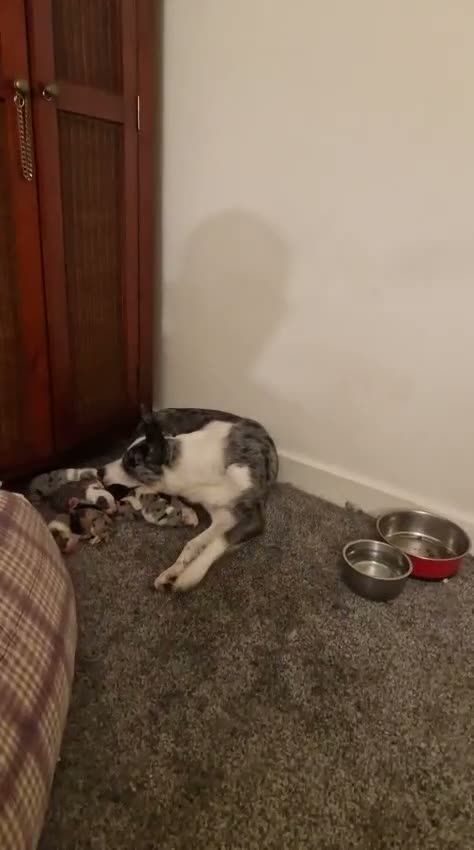 Border Collie dogs for sale: 10 Border Collie pups - Video 1
