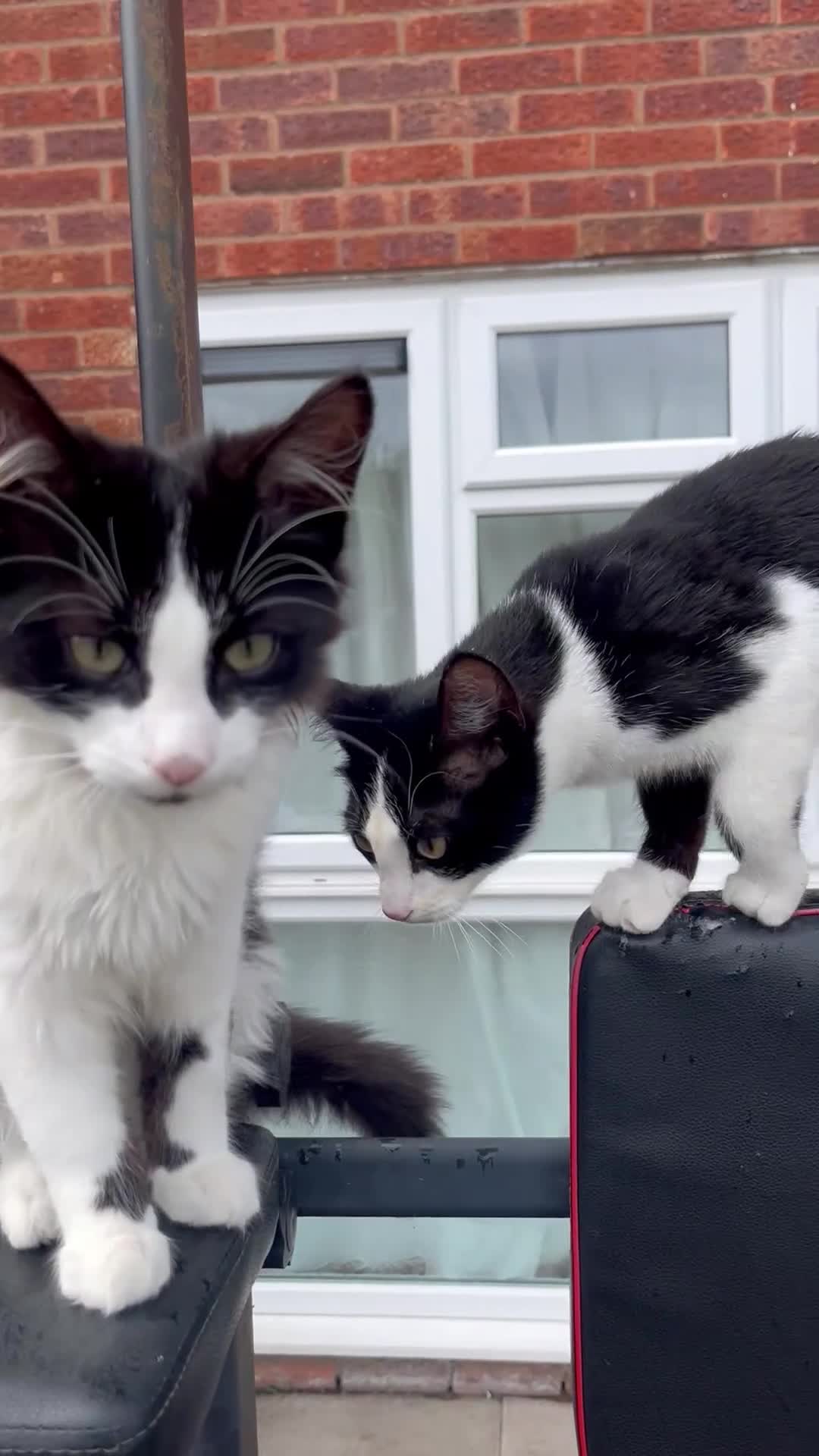 Mixed Breed cats for sale: 2 tuxedo males  in Wolverhampton - Video 1