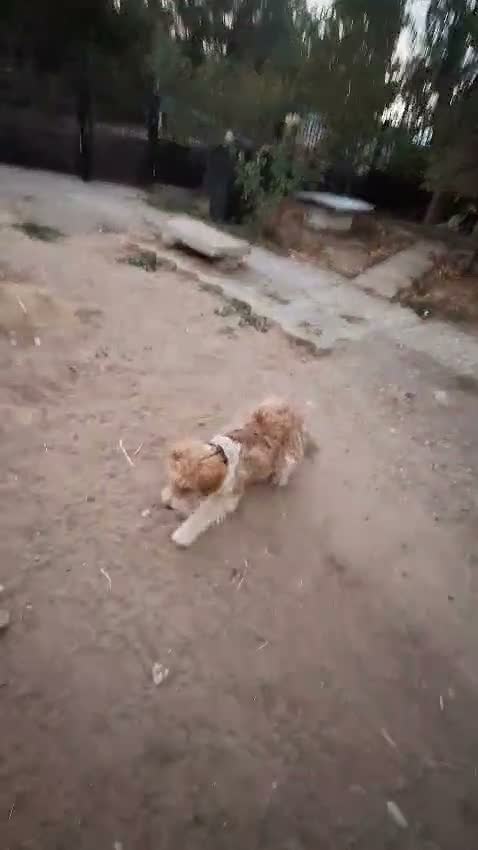 Fox Terrier dogs for adoption: 🐾❤️ HERO — THE BOY WHO KEPT COMING BACK ❤️🐾 - Video 5