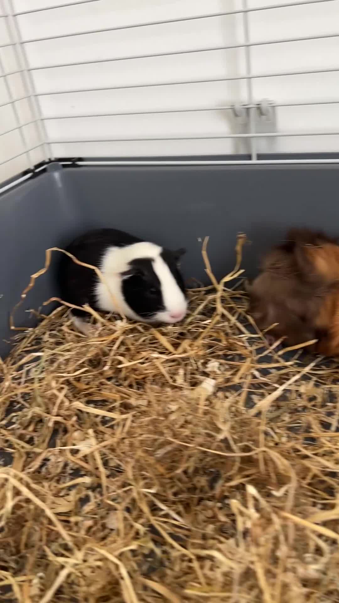 Guinea Pig rodents for sale: Guinea Pigs pair in Sittingbourne - Video 1