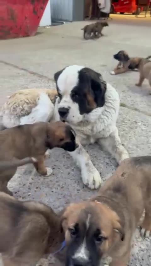 Mixed Breed dogs for sale: Beautiful Saint Bernard x Belgian Malinois Puppie - Video 1
