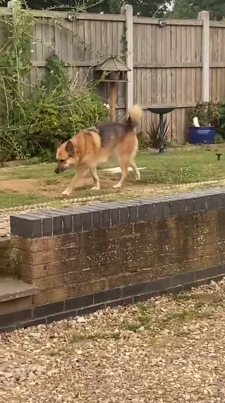 Mixed Breed dogs for adoption: ❤️🐶Please help LEIA find a loving forever home❤️ - Video 4