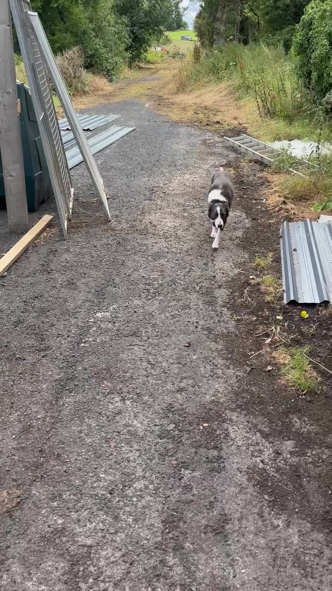 Border Collie dogs for sale: Blue and white entire border collie  in Carnforth - Video 1