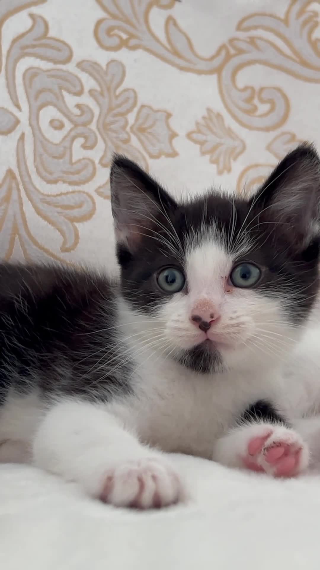 Domestic Shorthair cats for sale: Adorable Tuxedo Kittens Looking For New Homes - Video 2