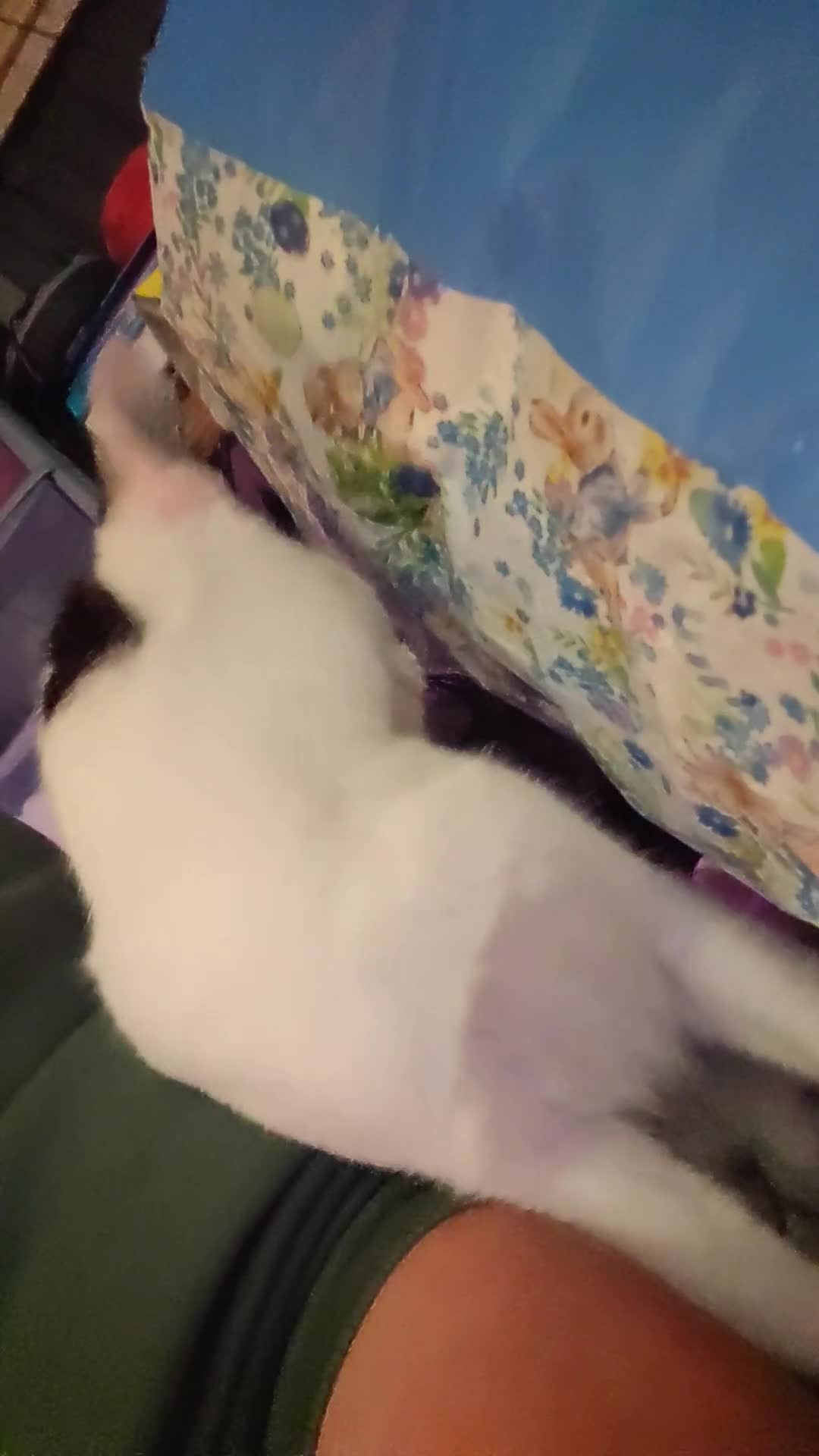 Domestic Shorthair cats for sale: 3 beautiful kittens left - Video 2