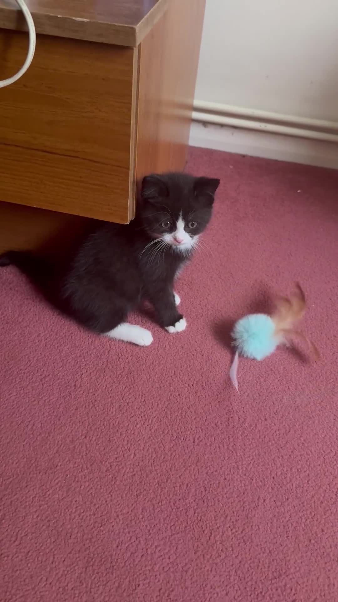 Mixed Breed cats for sale: Fluffy half Persian kitten - Video 1
