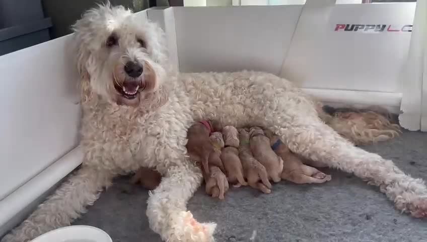 Goldendoodle dogs for sale: 🐶🐾🐶AUSTRALIAN DOUBLE DOODLE PUPPIES🐶🐾🐶 - Video 1