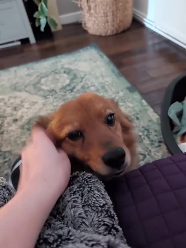 Mixed Breed dogs for adoption: Sweet Roka Needs LoVE - Video 4