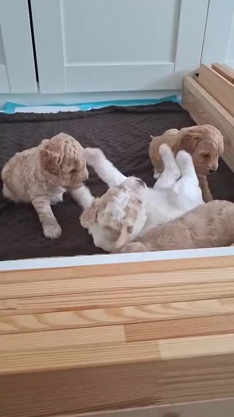 Mixed Breed dogs for sale: Cavapoochon puppies  - Video 1