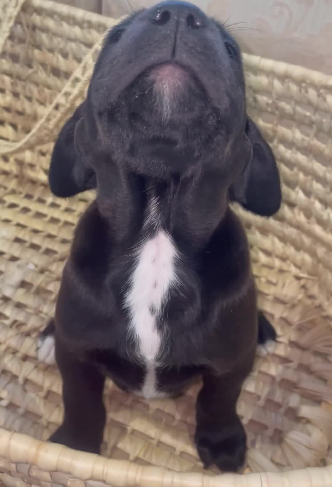 Labrador Retriever dogs for sale: 🐾 Beautiful Labrador Puppy Litter 🐾 - Video 2