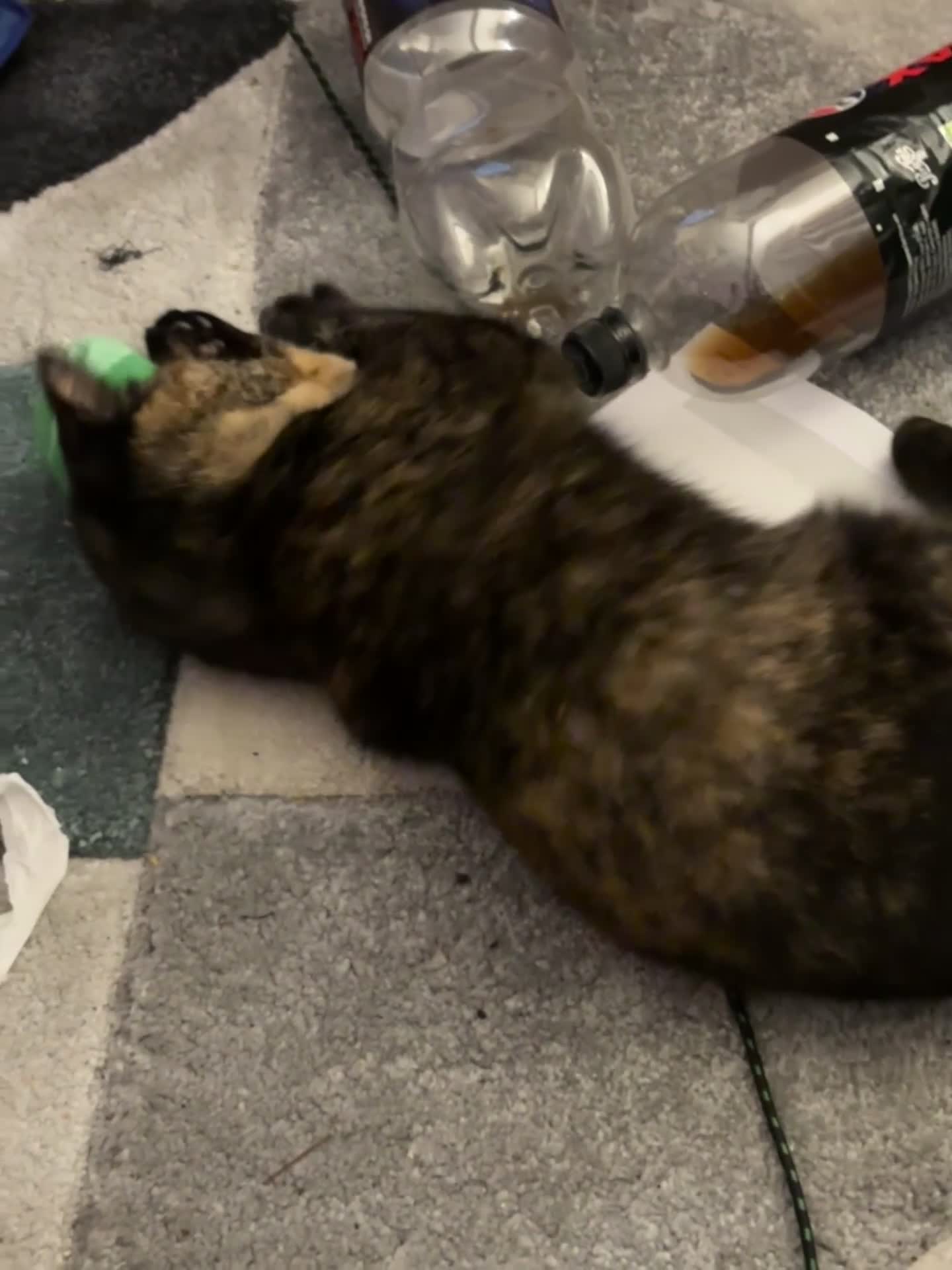 Mixed Breed cats for sale: Two bonded cats age 2  - Video 1