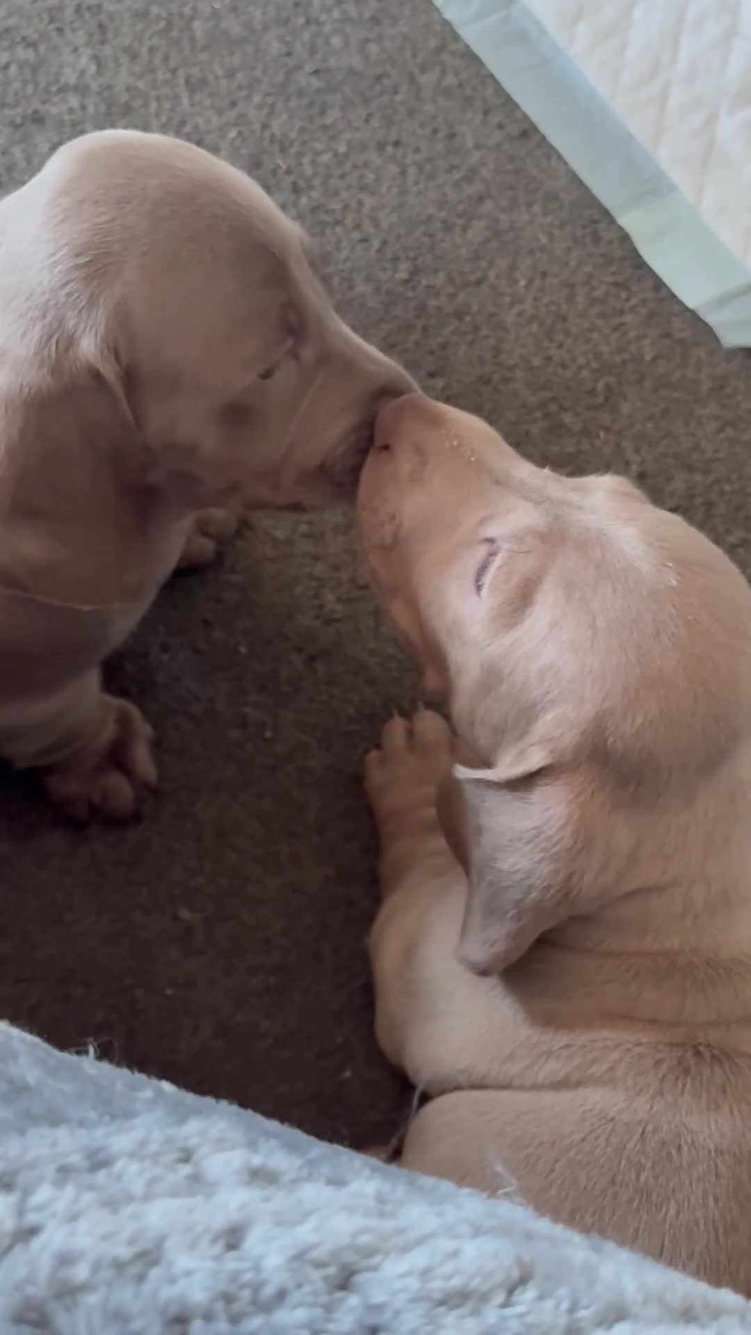 Dachshund dogs for sale: One beautiful boy left looking for forever home - Video 1