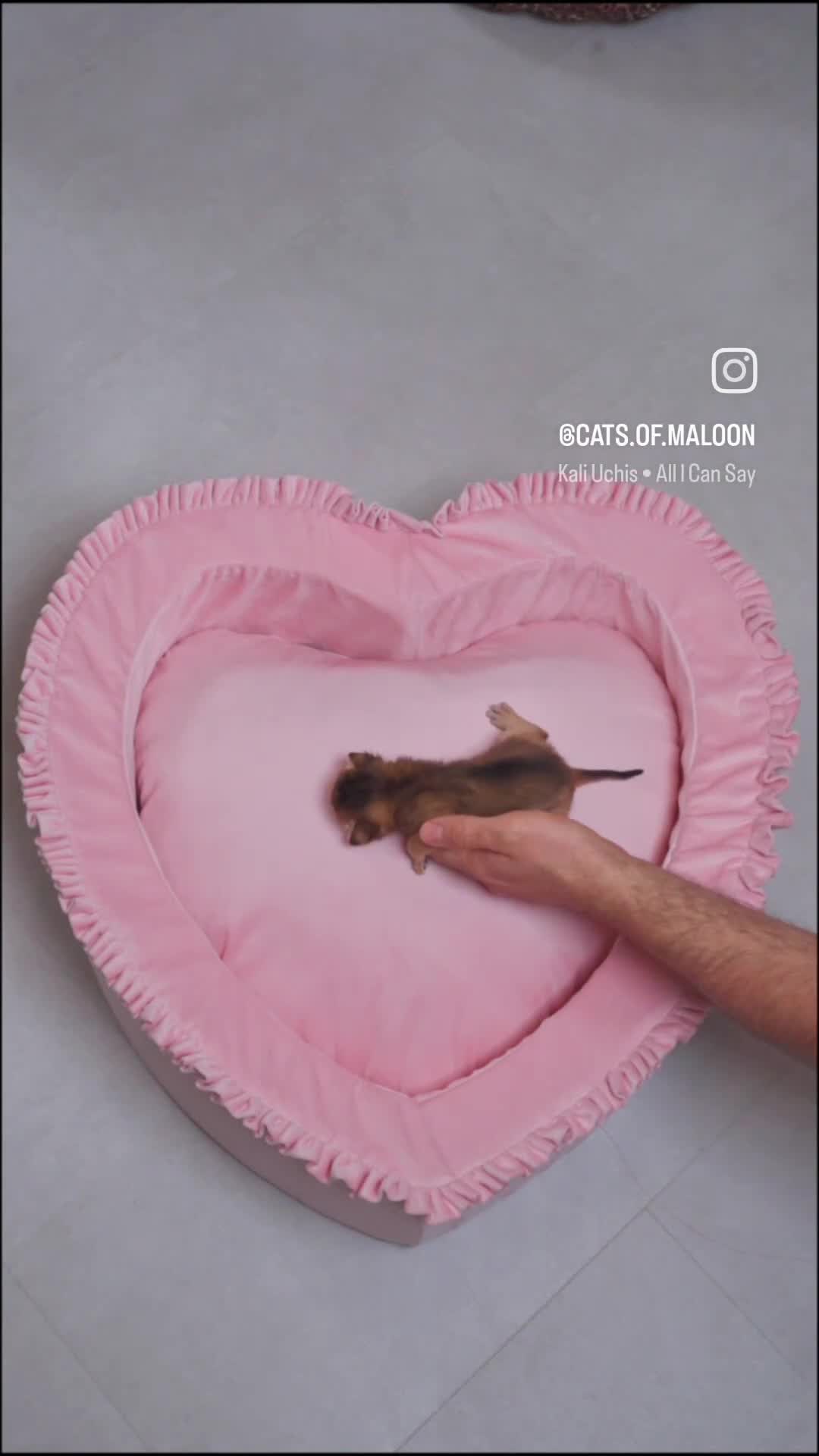 Abyssinian cats for sale: Pure Silver Abyssinian Champion Lines 🏆 Tica - Video 3